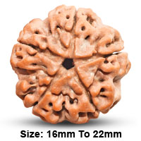 5 Mukhi